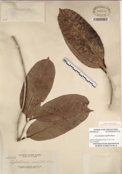 Drypetes longifolia