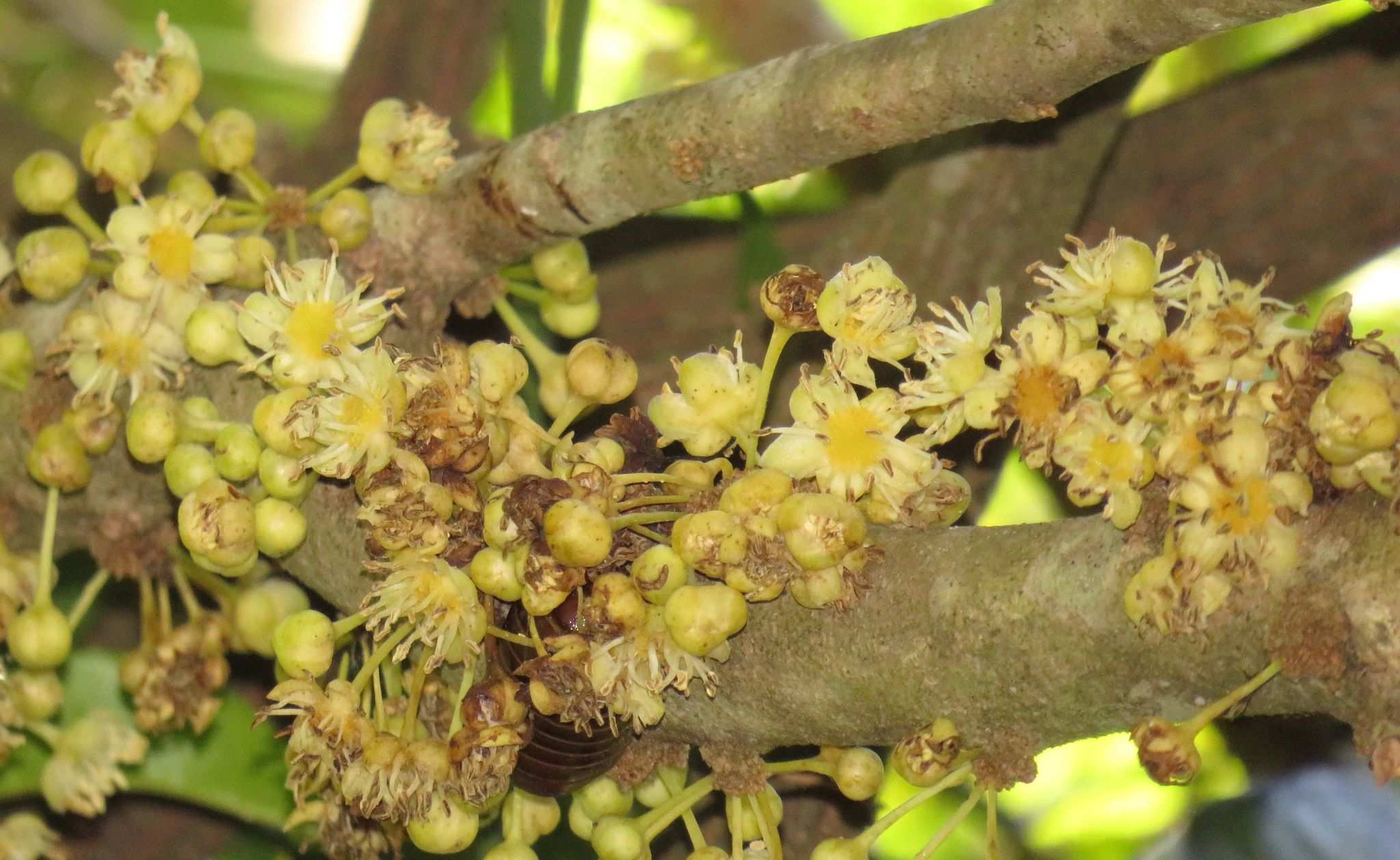 Drypetes natalensis