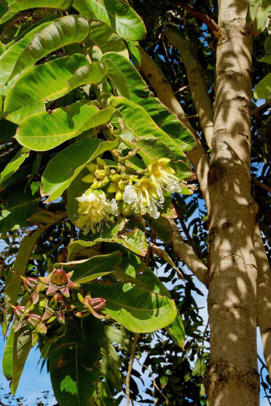 Duabanga grandiflora
