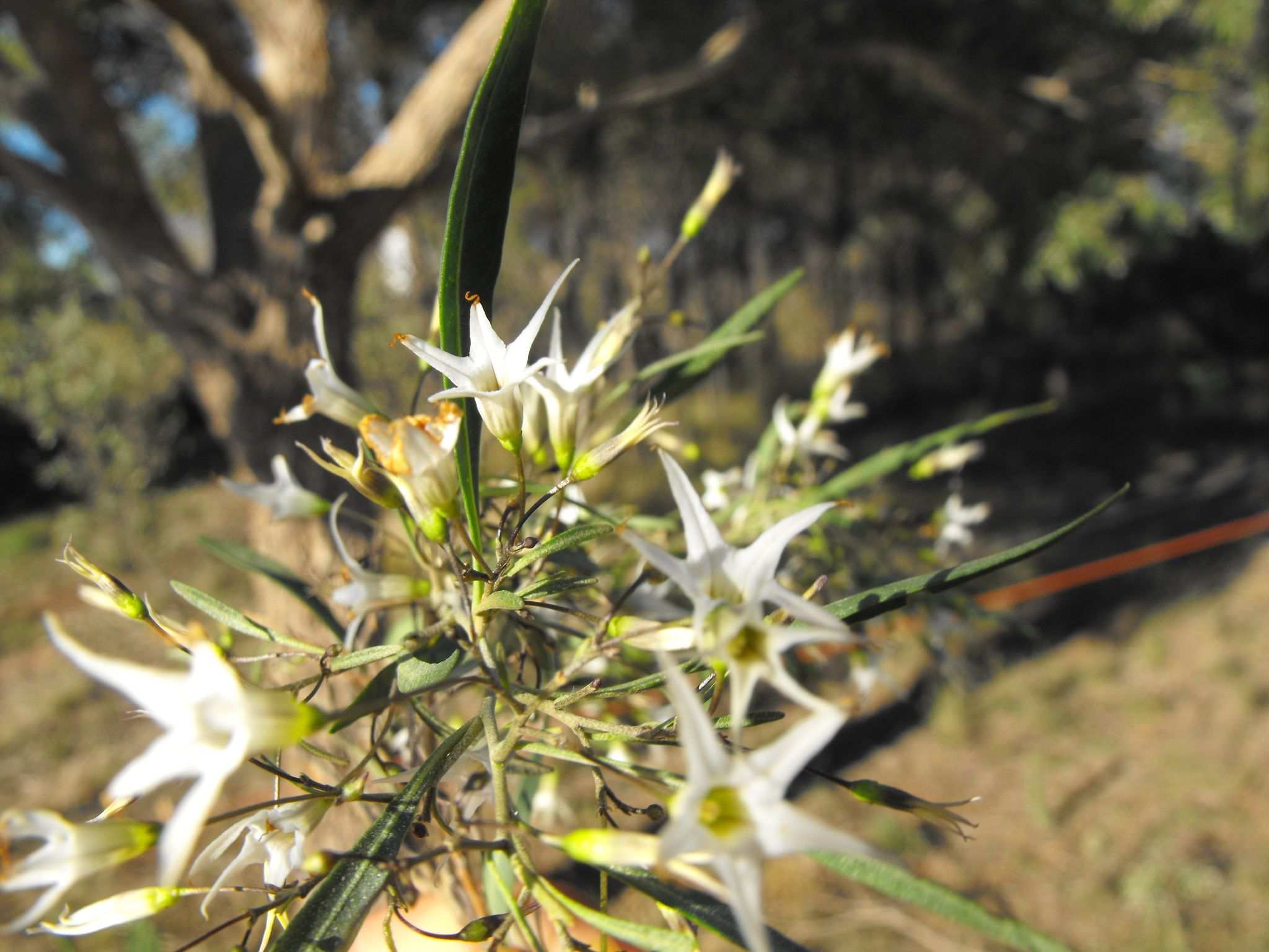 Duboisia leichhardtii
