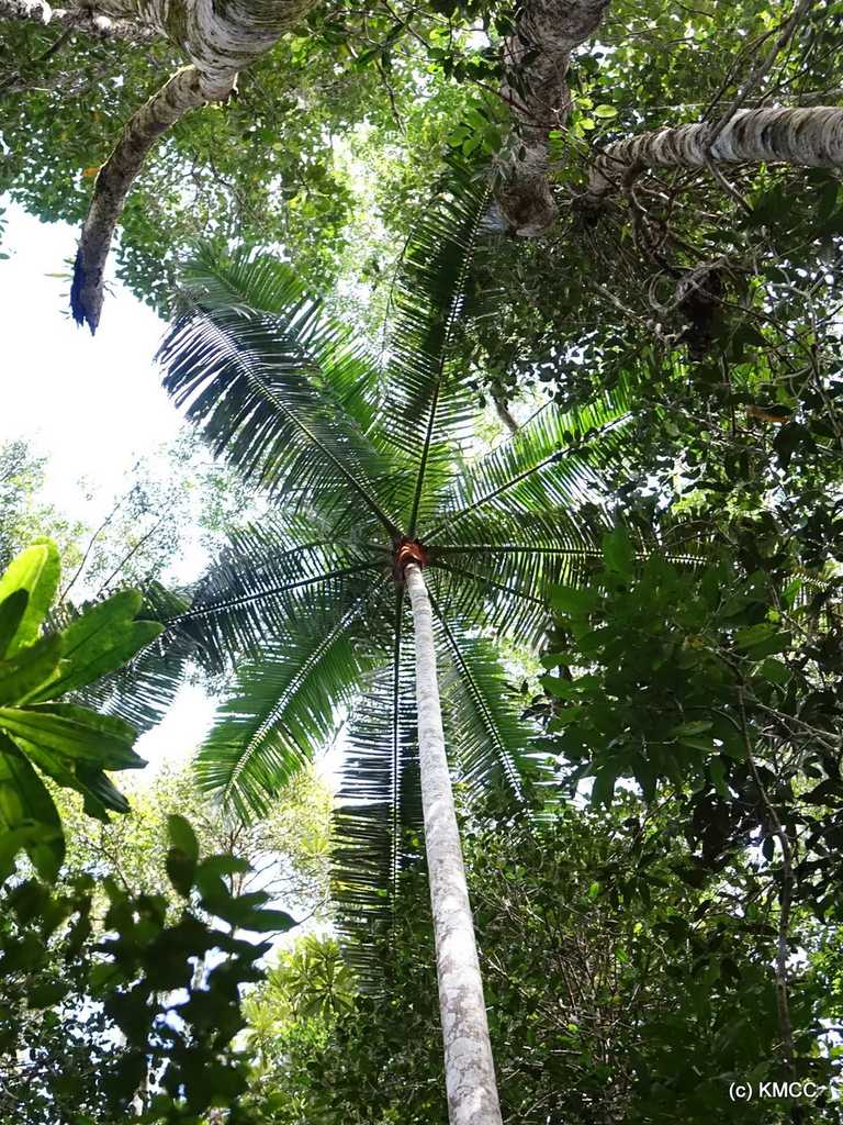 Dypsis lastelliana