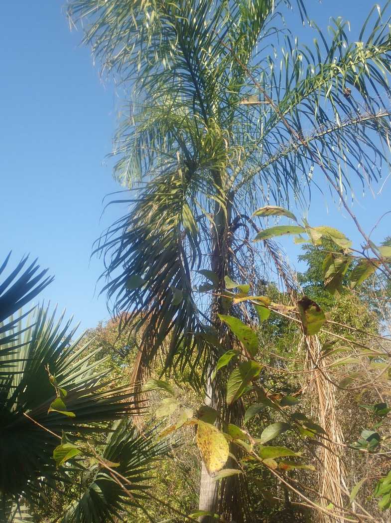 Dypsis madagascariensis