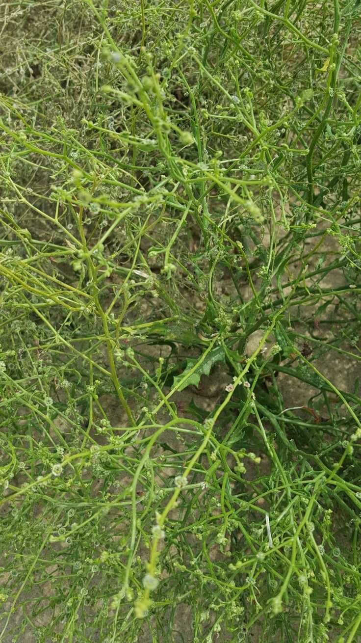 Dysphania atriplicifolia