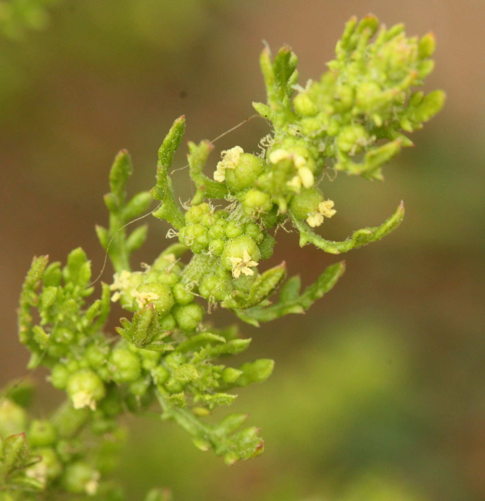 Dysphania multifida