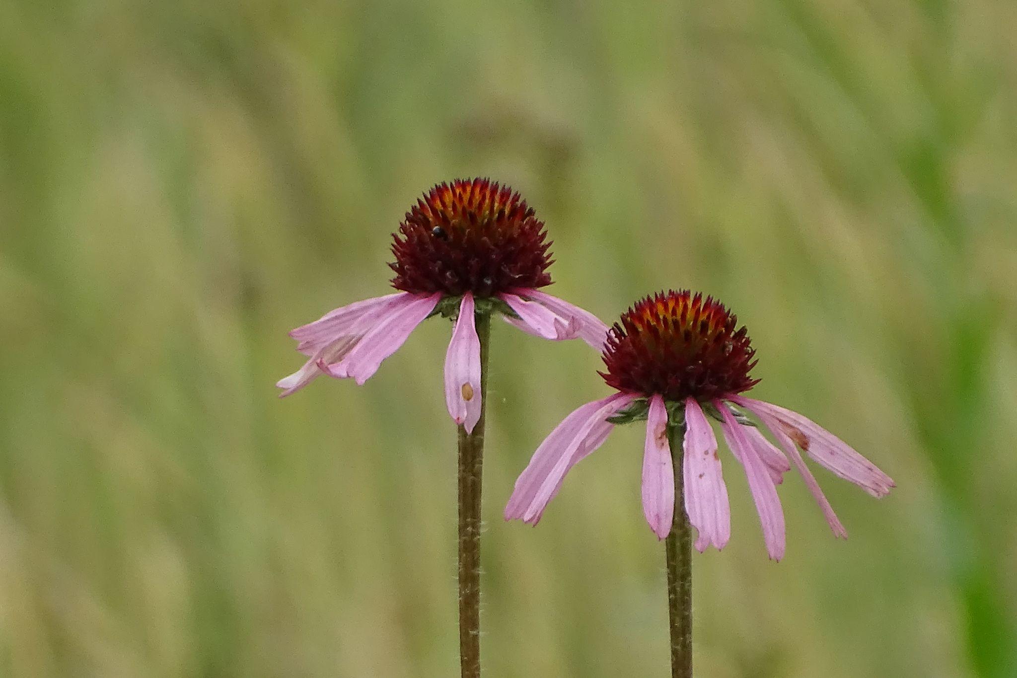 Echinacea angustifolia