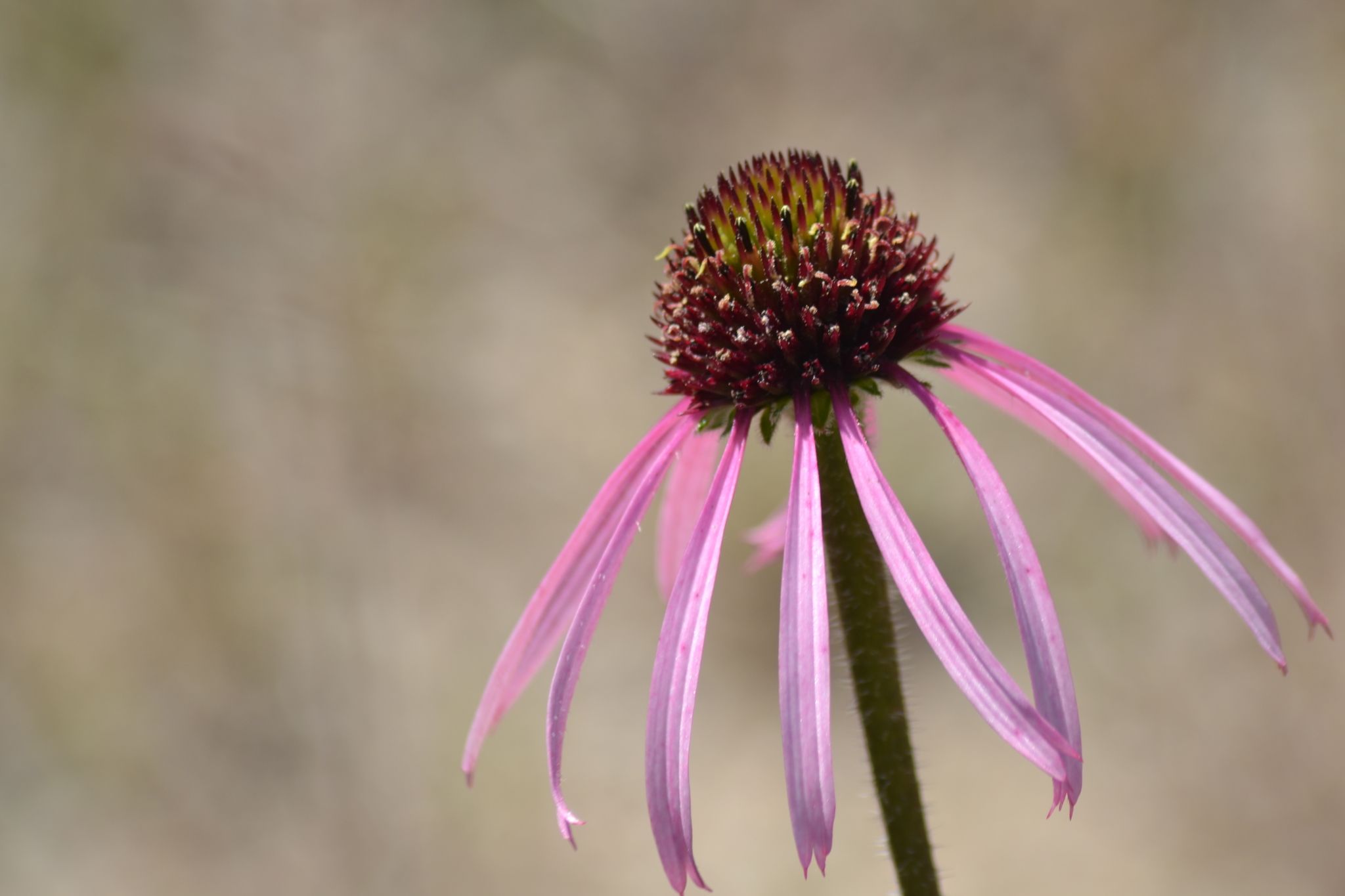 Echinacea pallida