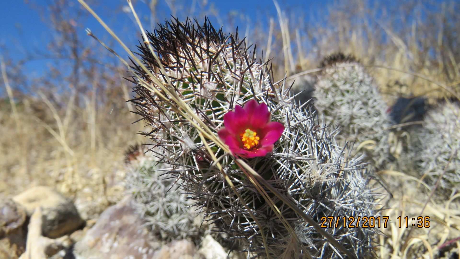 Echinocactus sp.