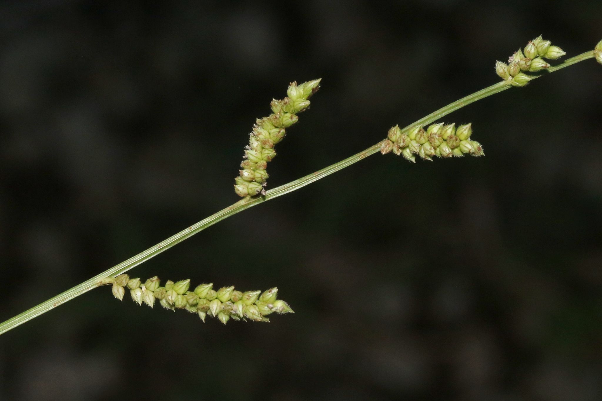 Echinochloa colona