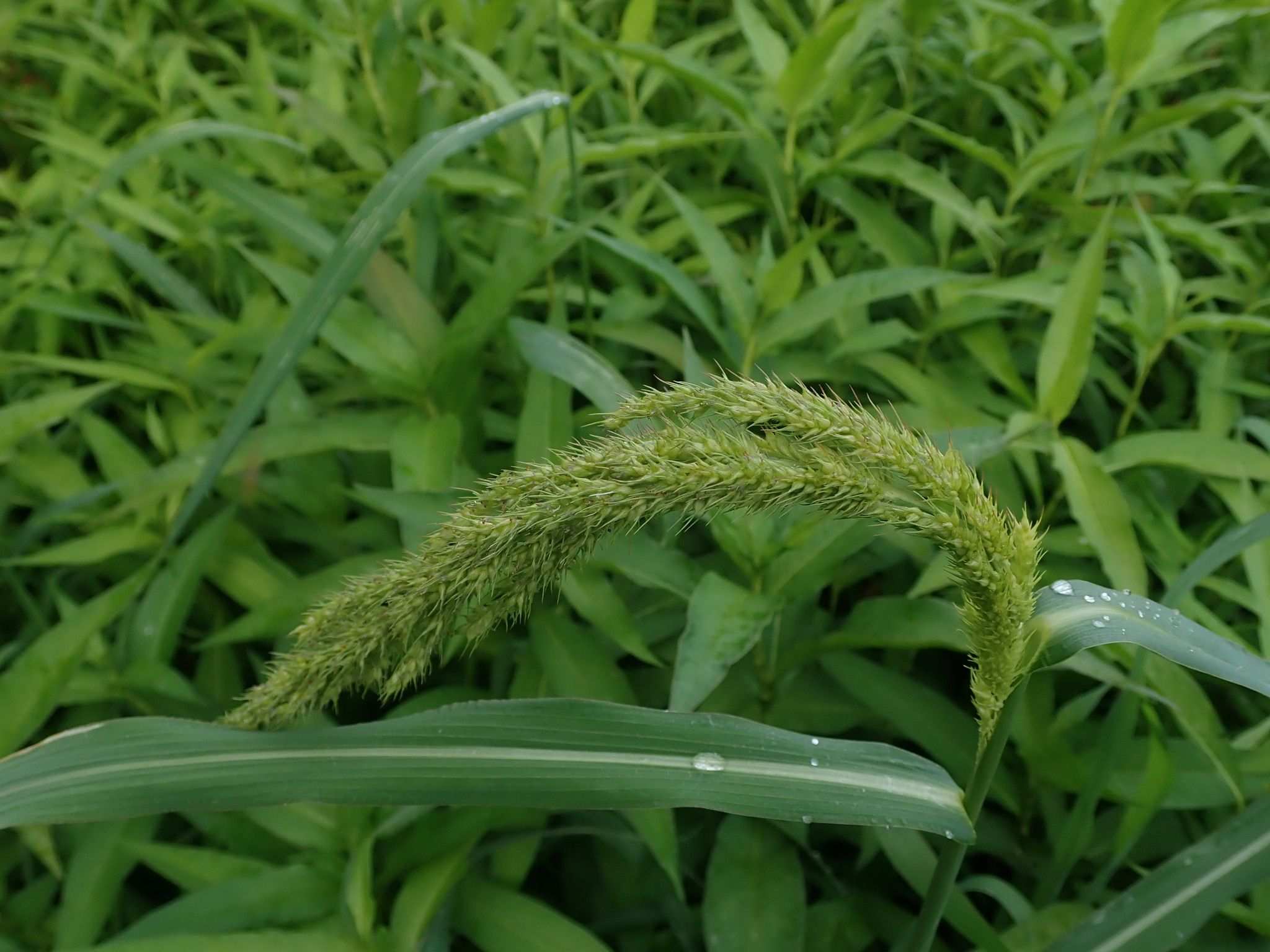 Echinochloa crus-pavonis
