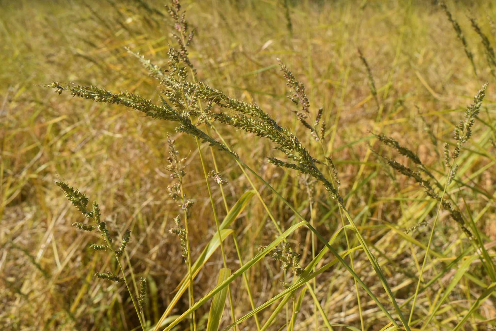 Echinochloa oryzicola