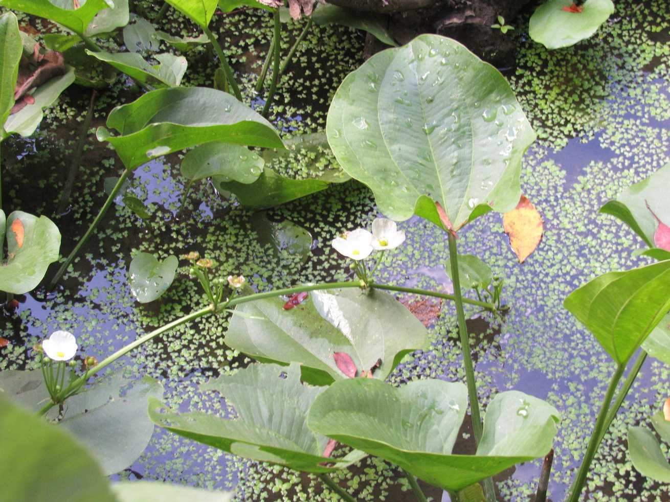 Echinodorus cordifolius