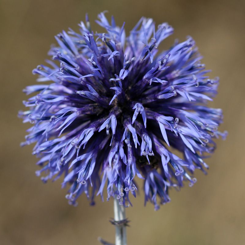 Echinops ritro