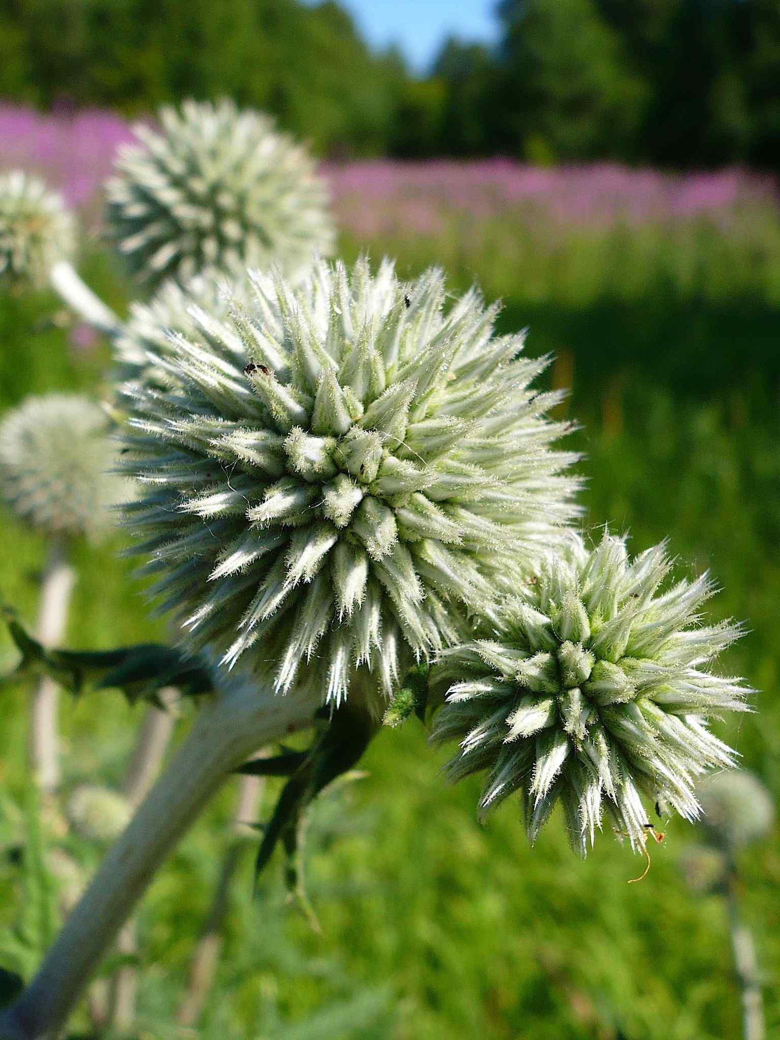 Echinops sphaerocephalus