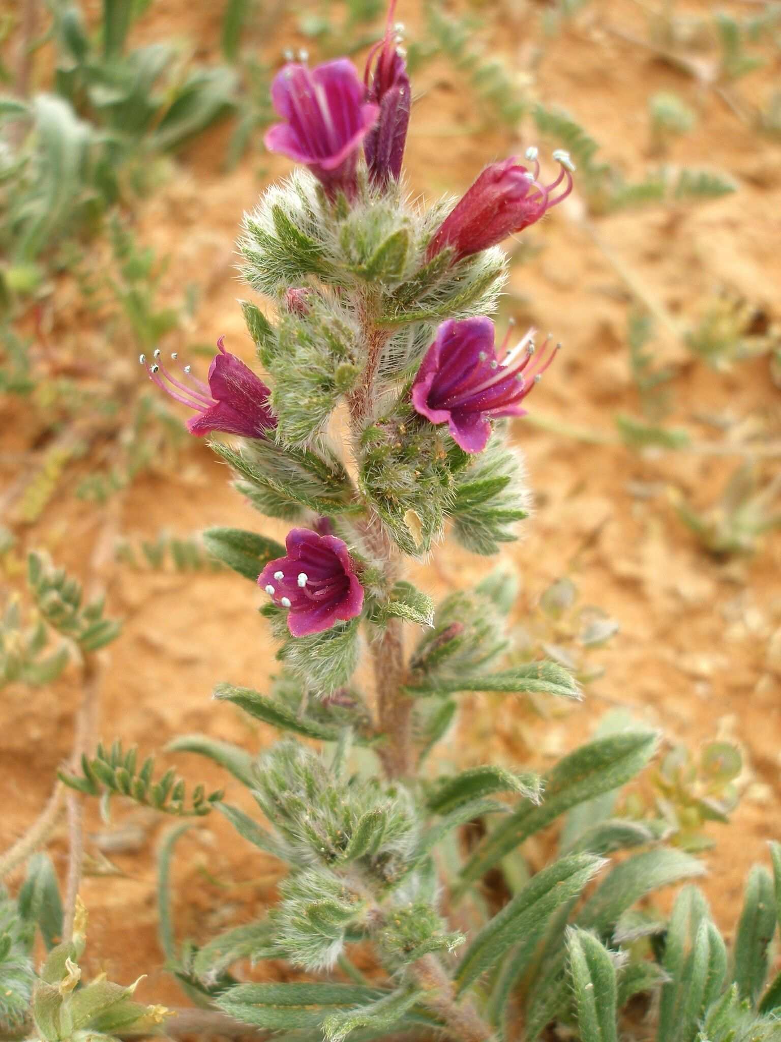 Echium humile