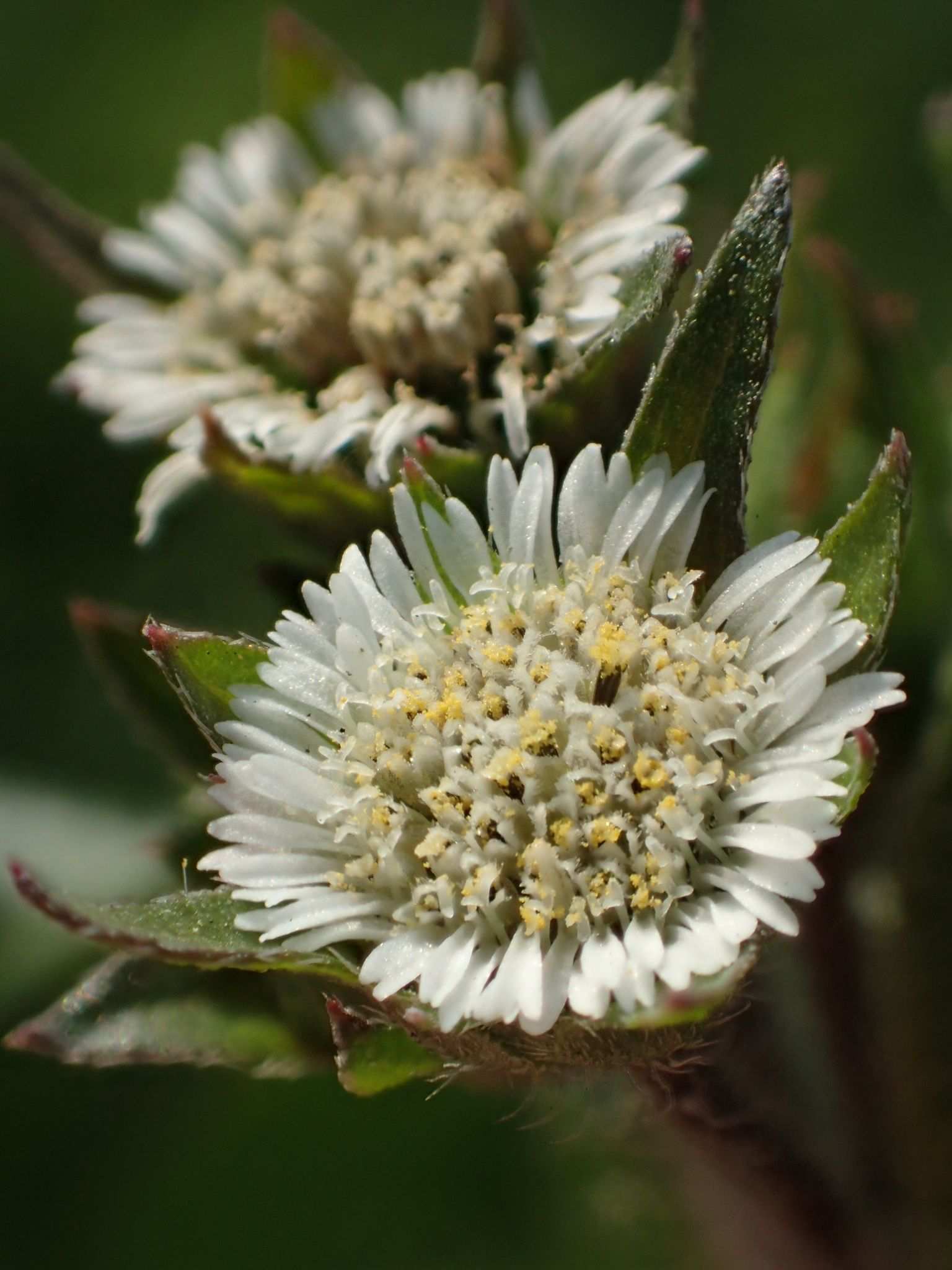 Eclipta alba