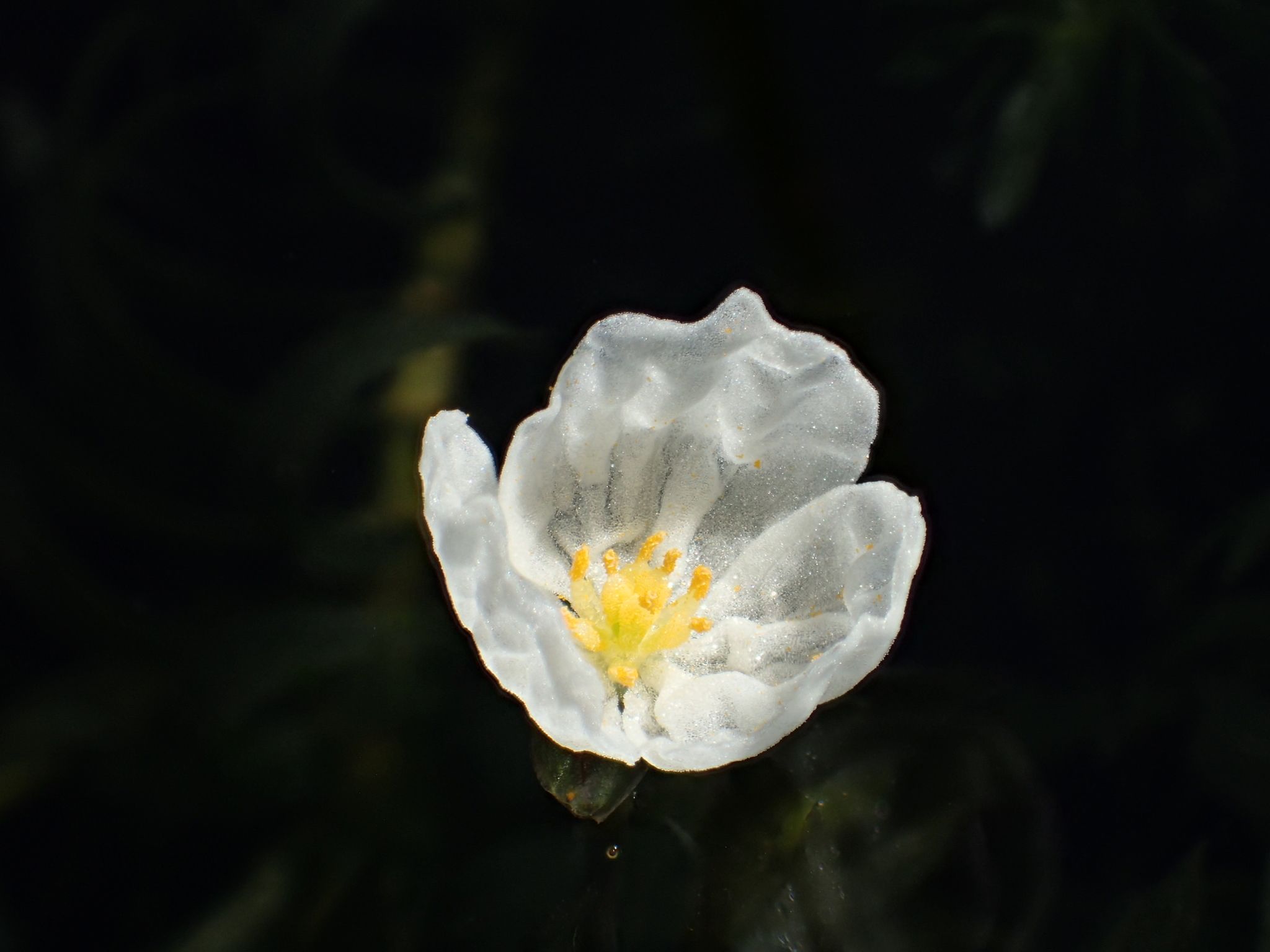 Egeria densa