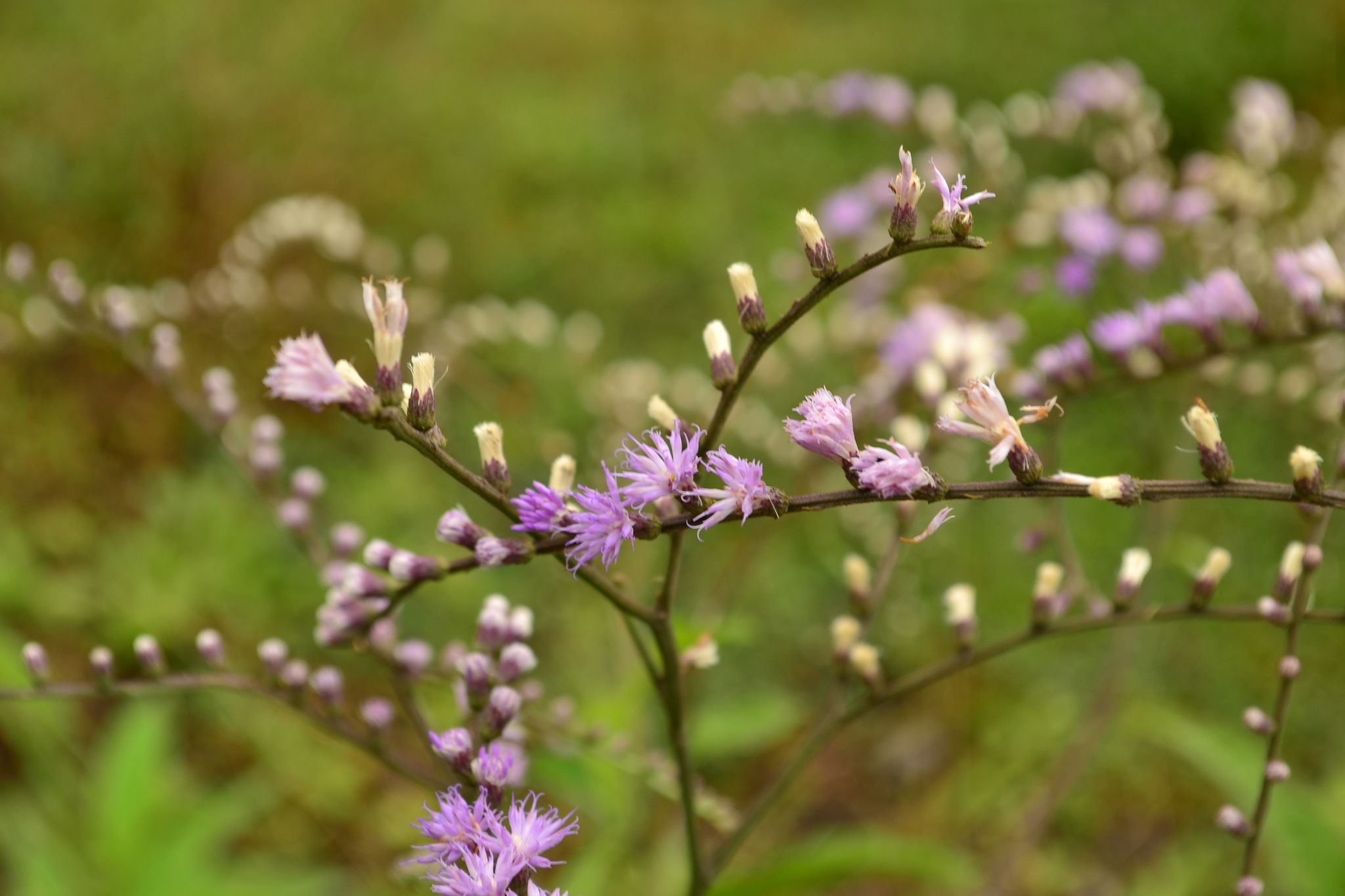 Eirmocephala brachiata