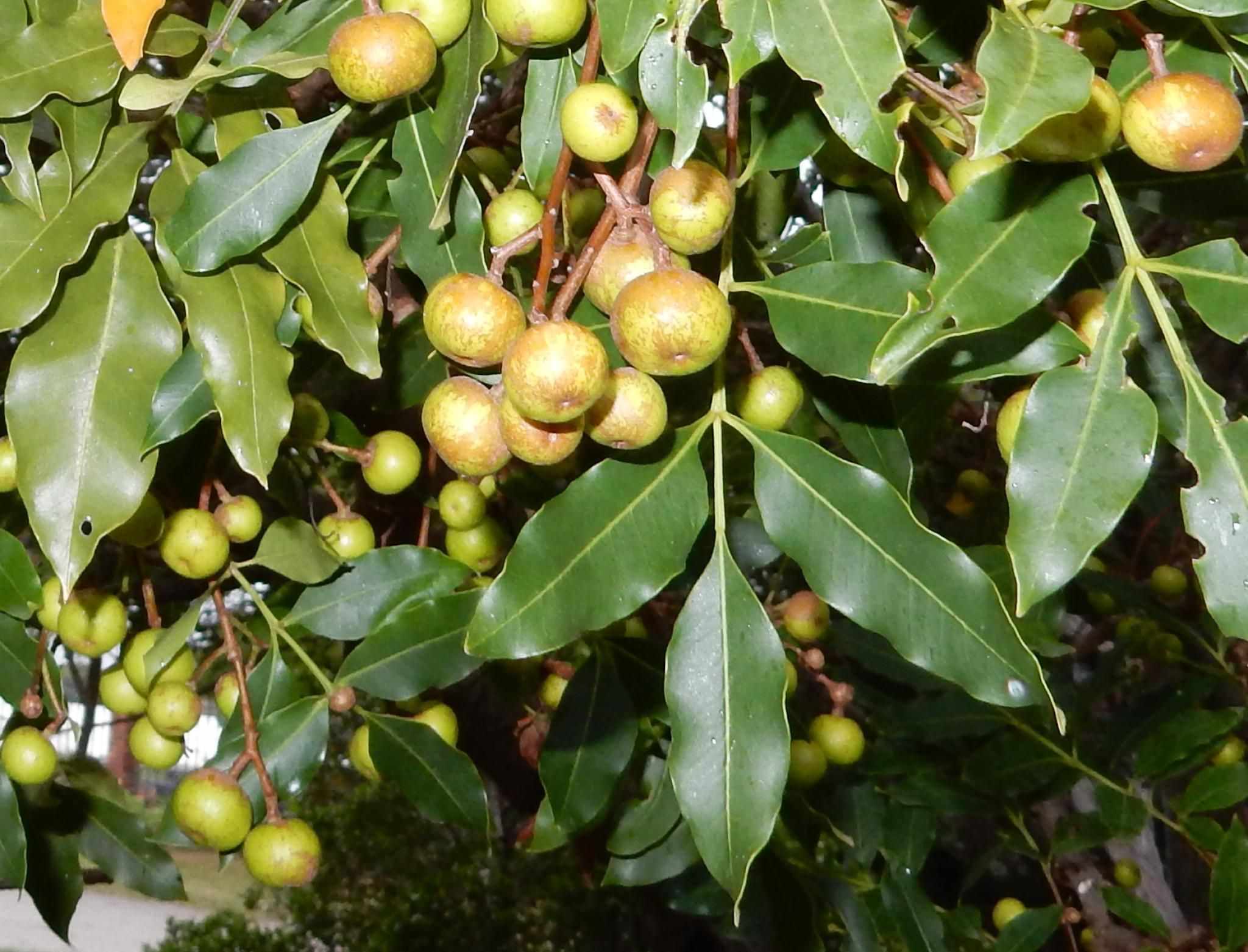 Ekebergia capensis