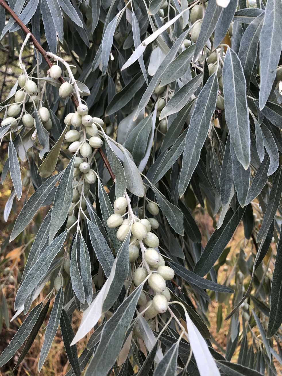 Elaeagnus angustifolia