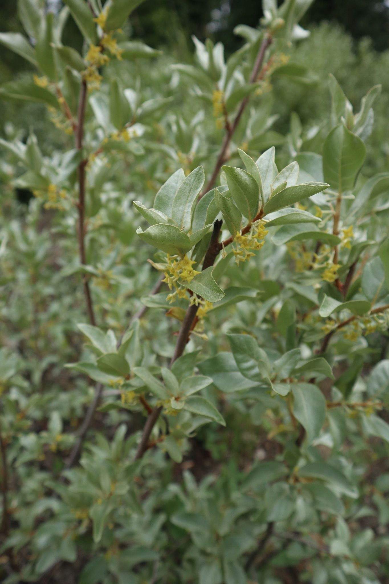 Elaeagnus commutata