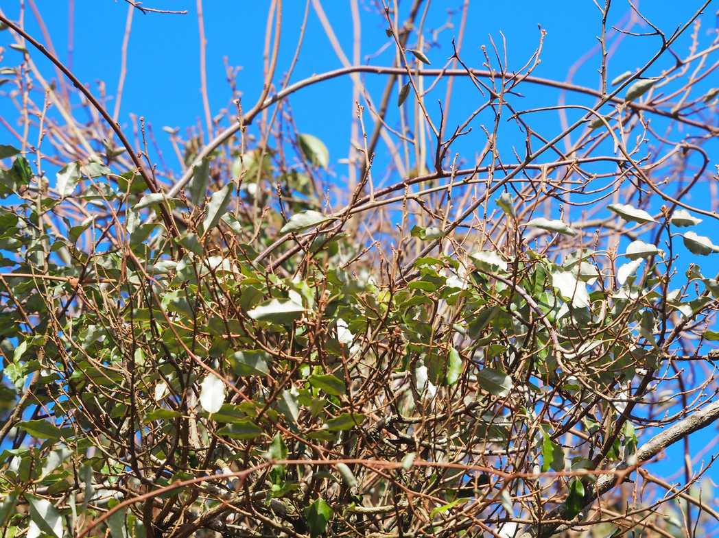 Elaeagnus glabra