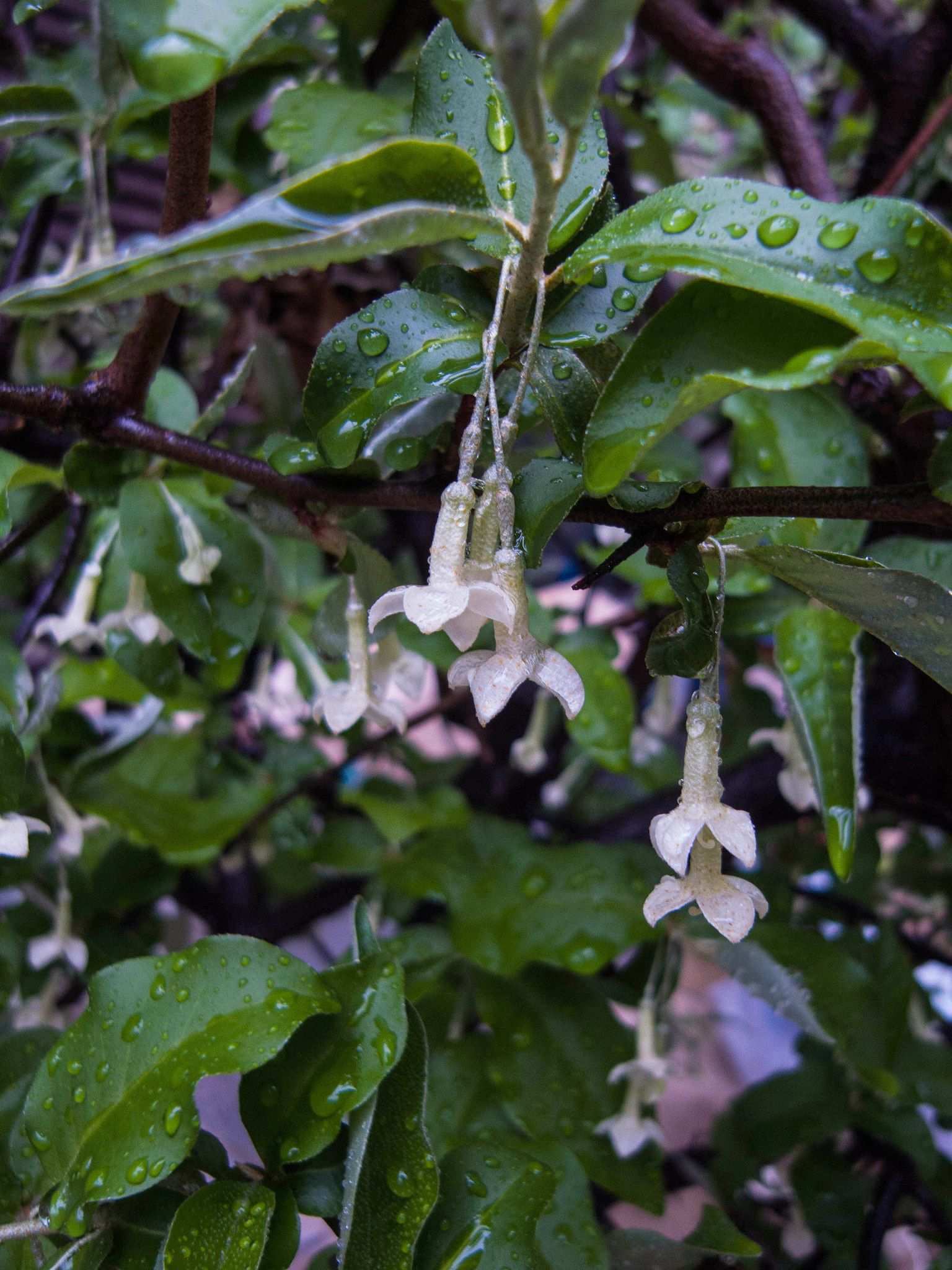 Elaeagnus multiflora