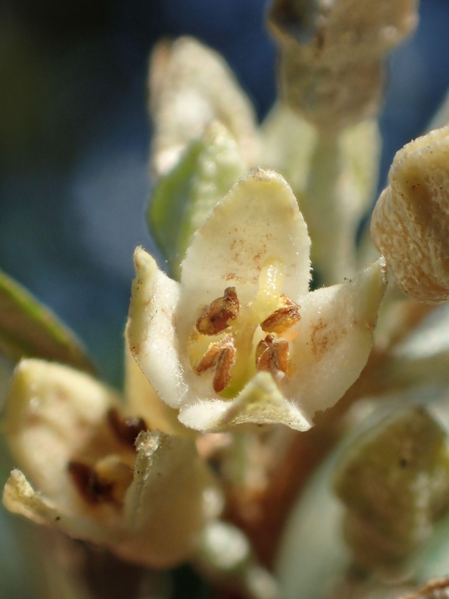 Elaeagnus oldhamii