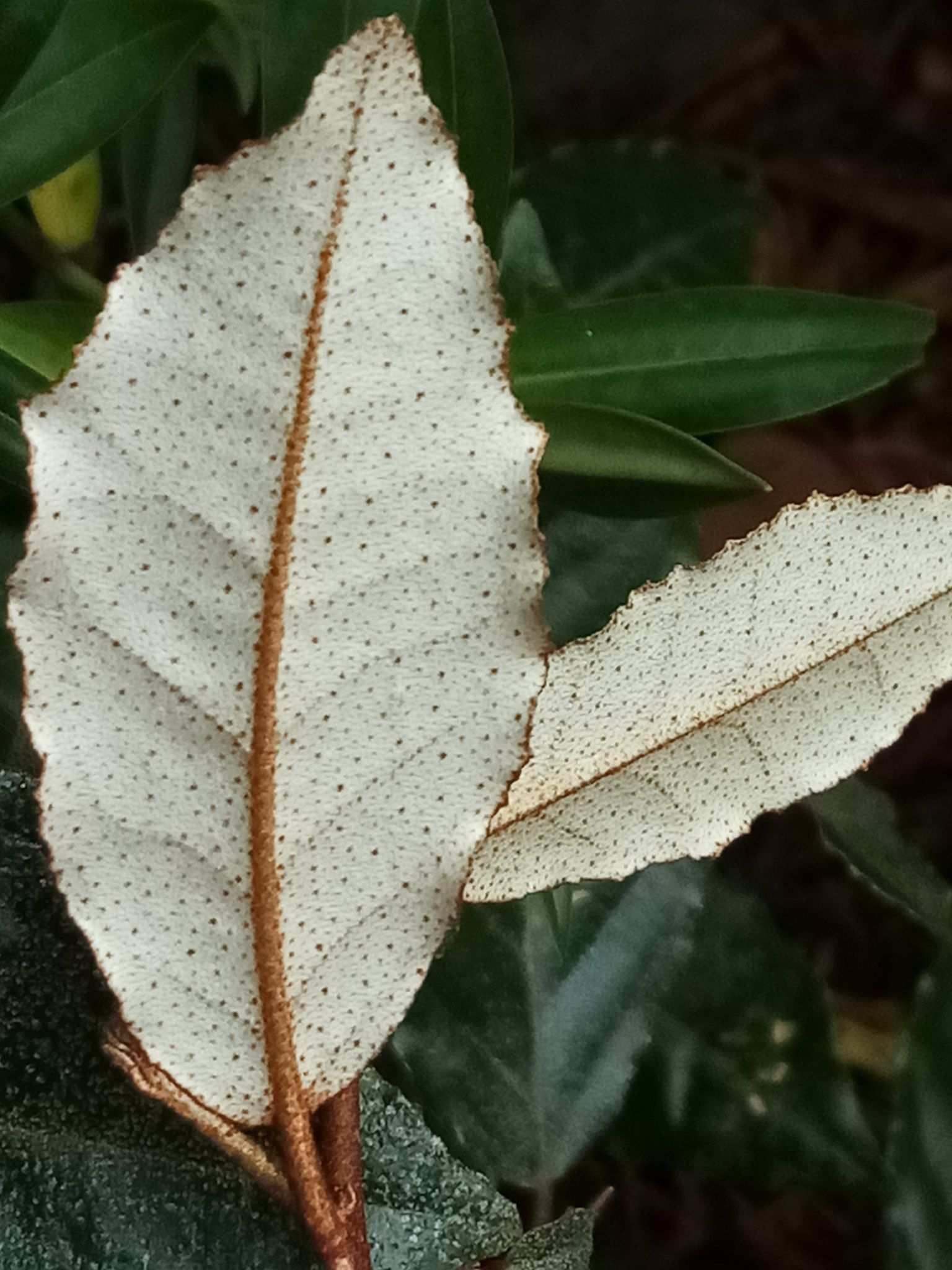 Elaeagnus pungens