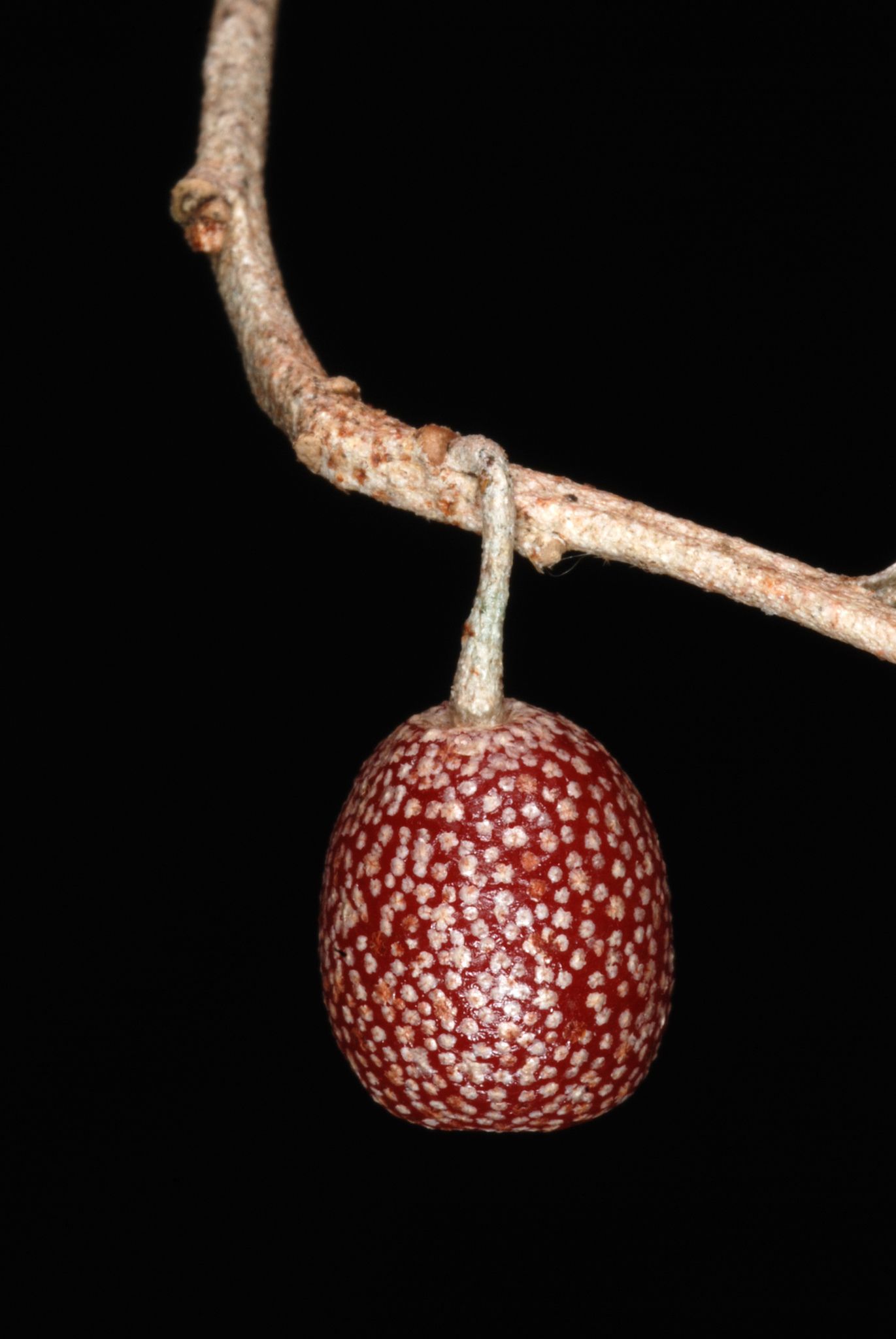 Elaeagnus umbellata