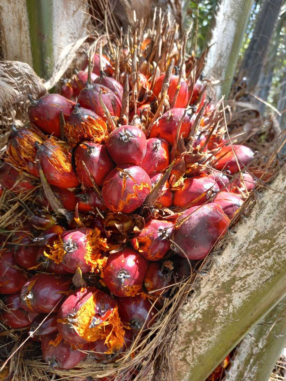 Elaeis guineensis