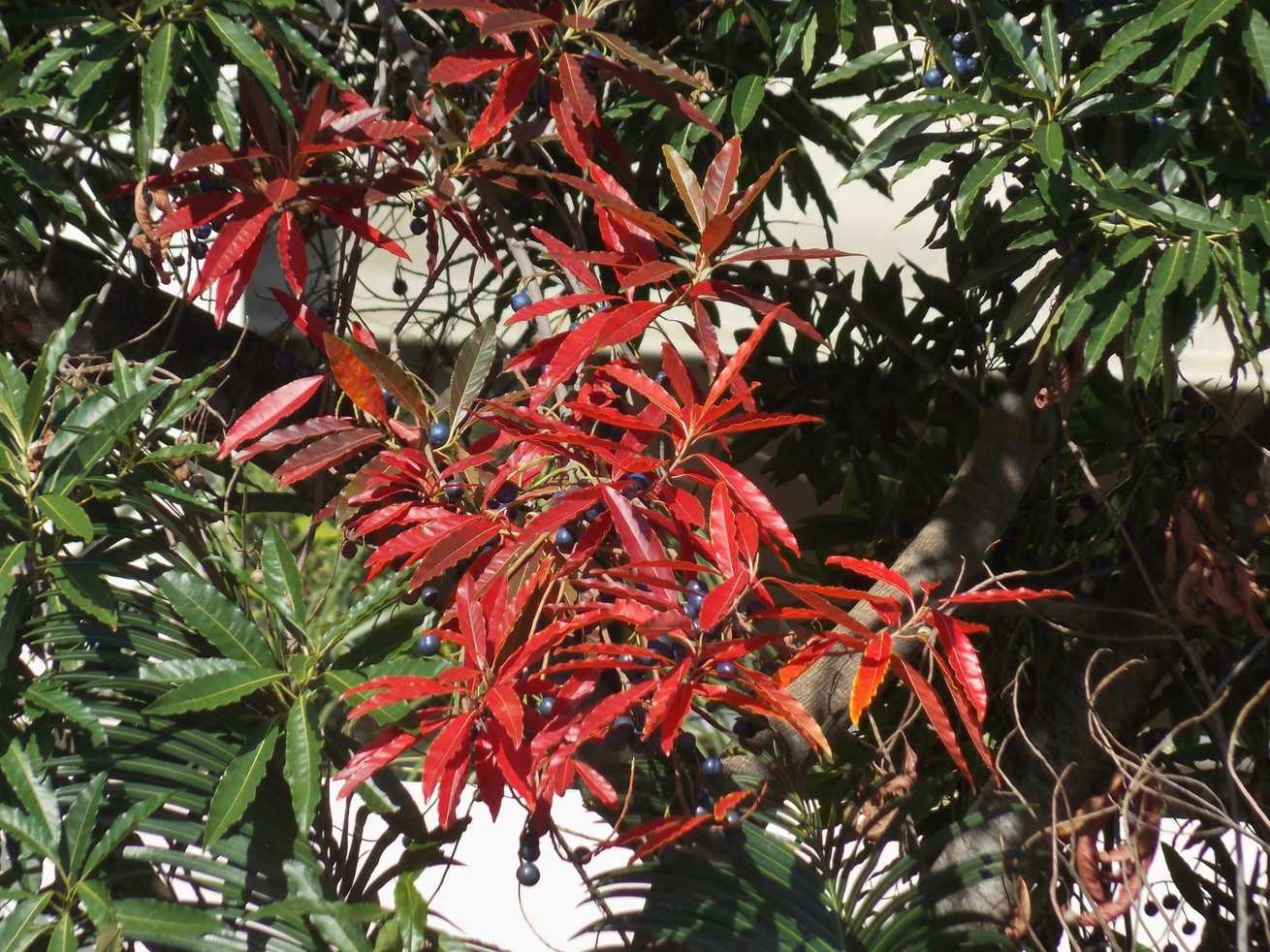 Elaeocarpus angustifolius