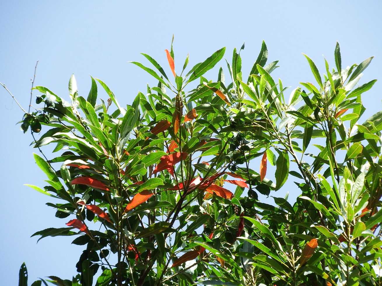 Elaeocarpus decipiens