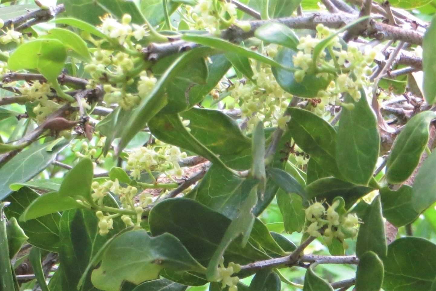 Elaeodendron schweinfurthianum