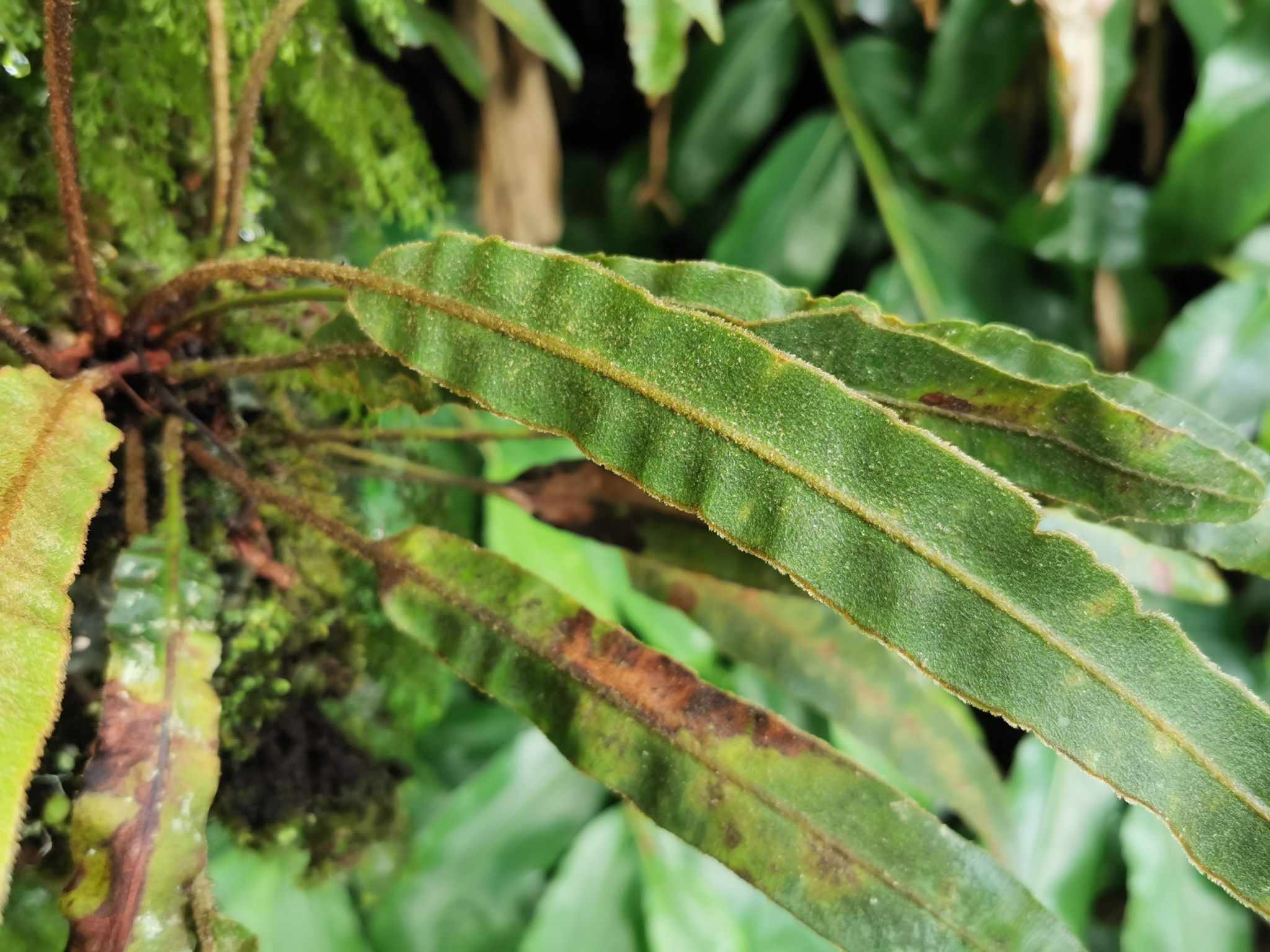 Elaphoglossum sp.