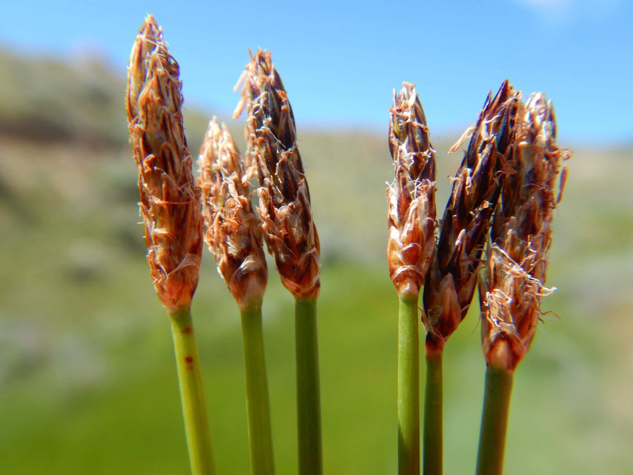 Eleocharis palustris