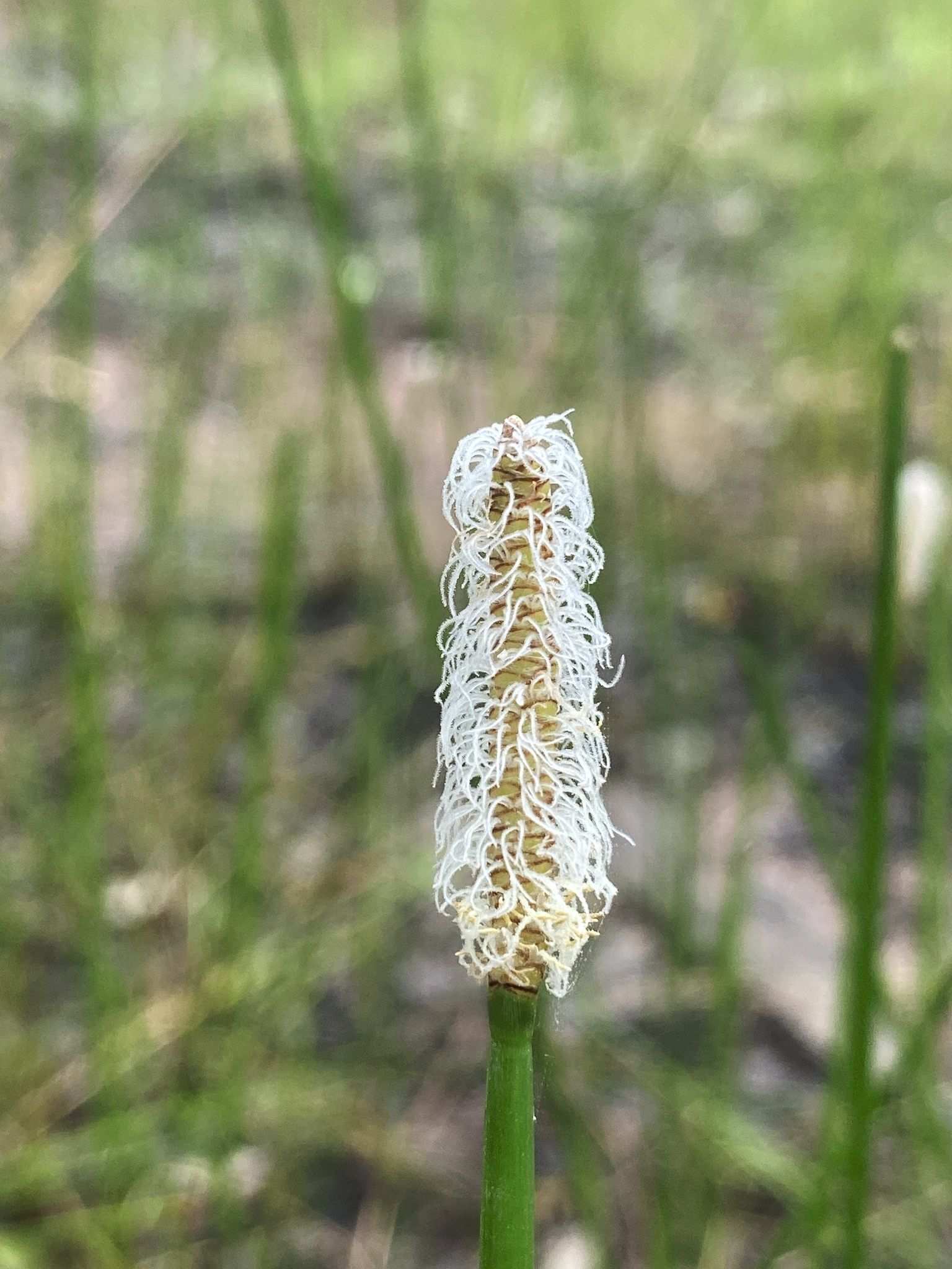 Eleocharis spiralis