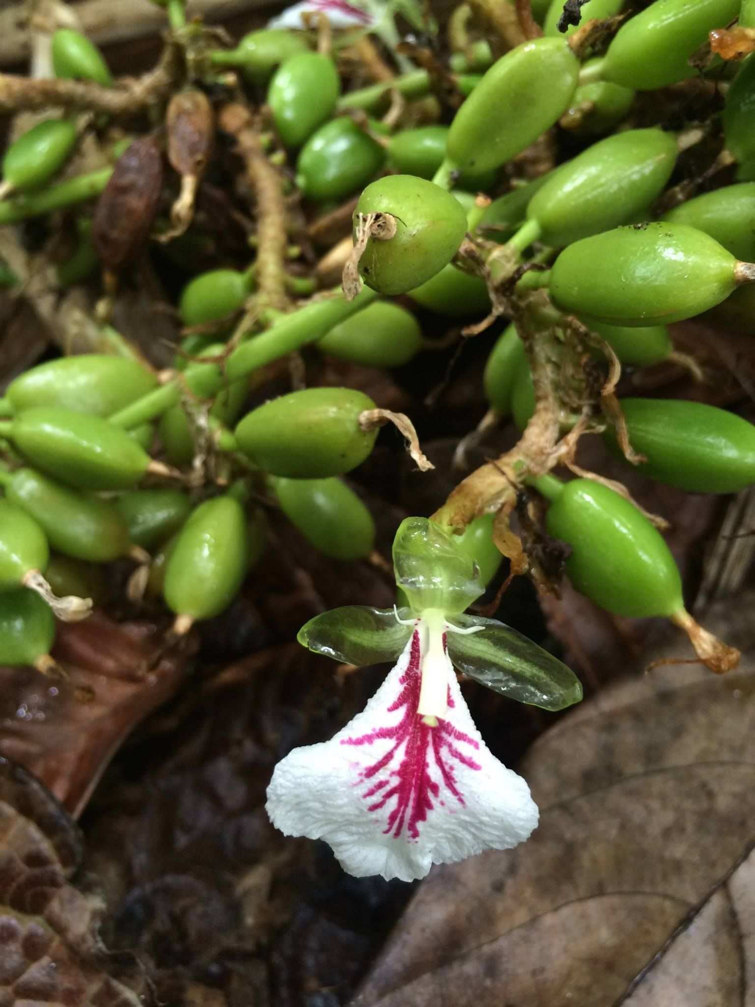 Elettaria cardamomum