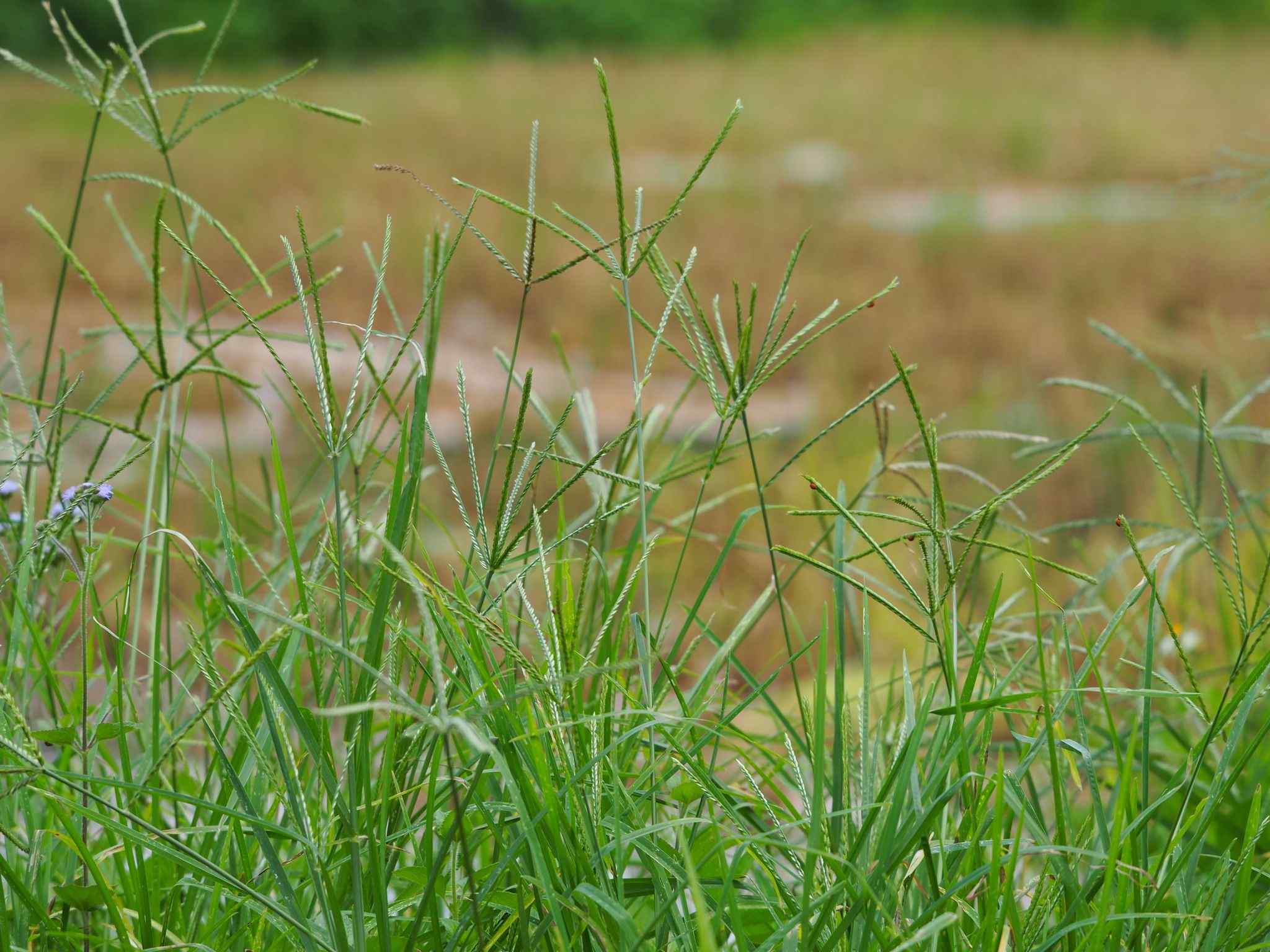 Eleusine indica