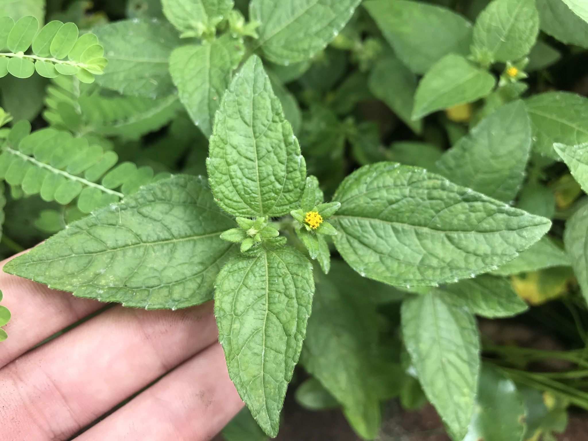 Eleutheranthera ruderalis