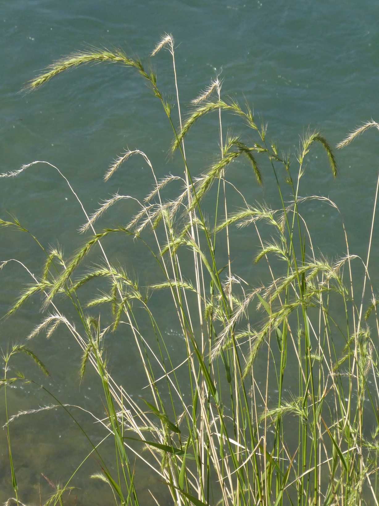 Elymus canadensis