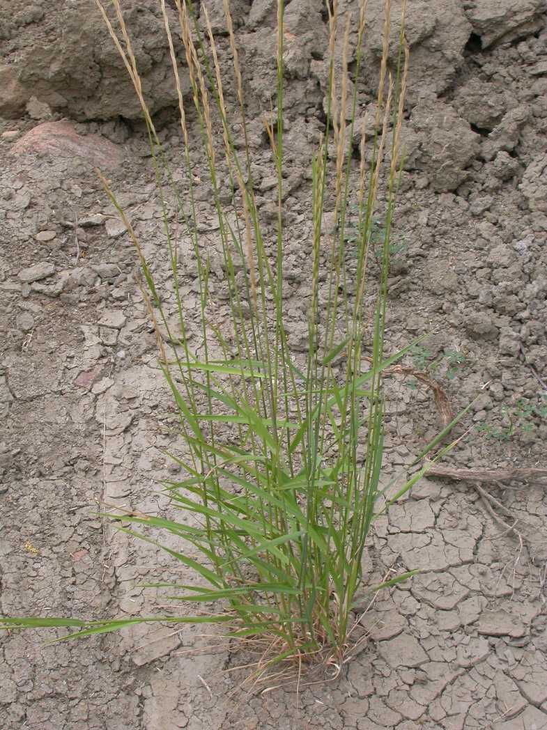 Elymus trachycaulus