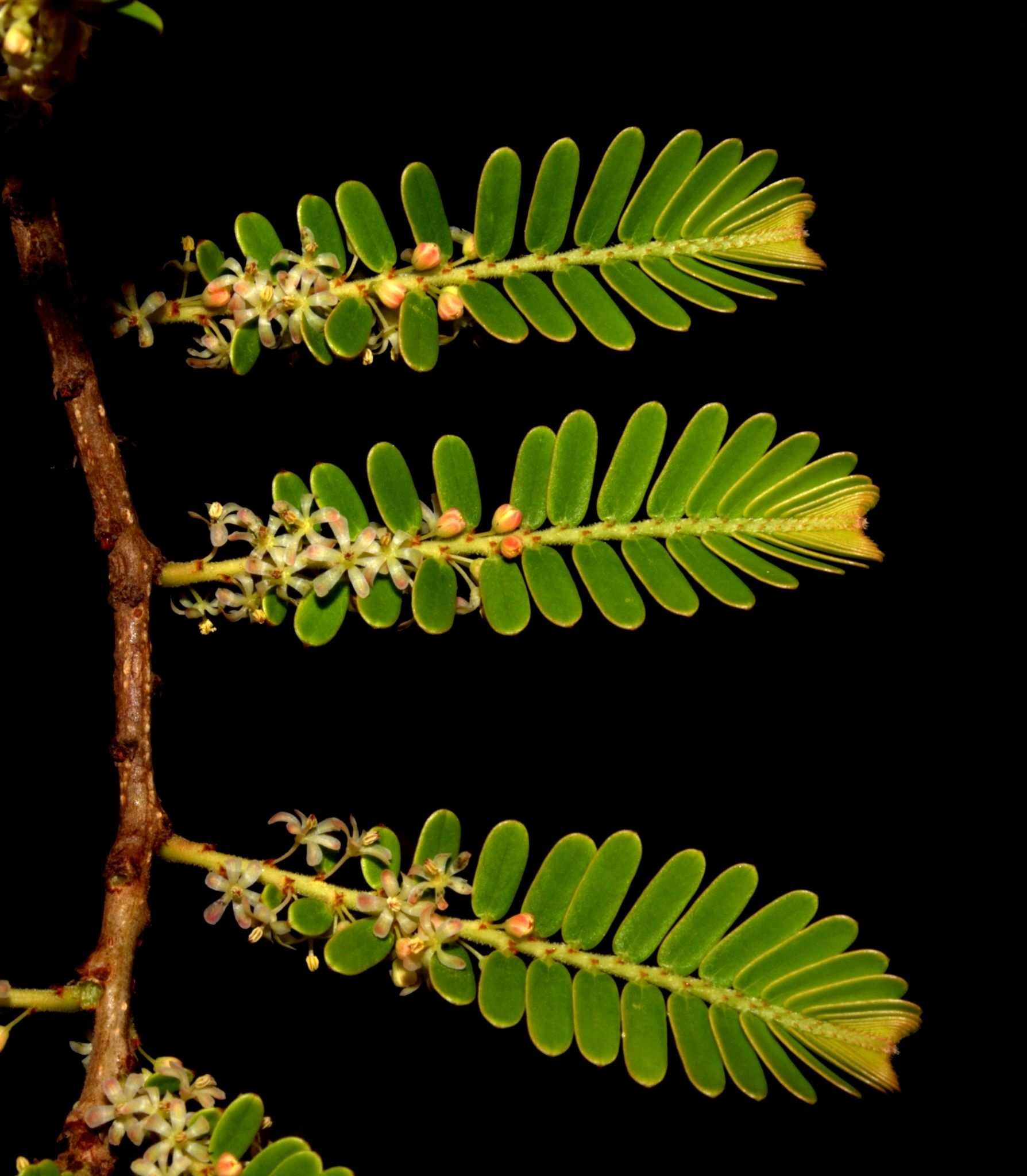 Emblica officinalis