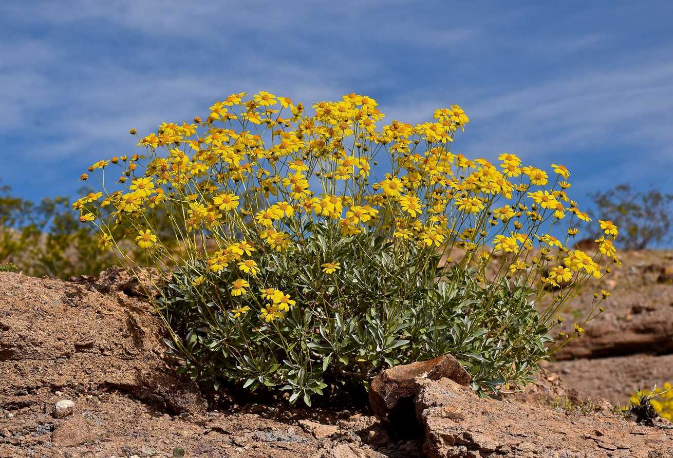 Encelia farinosa