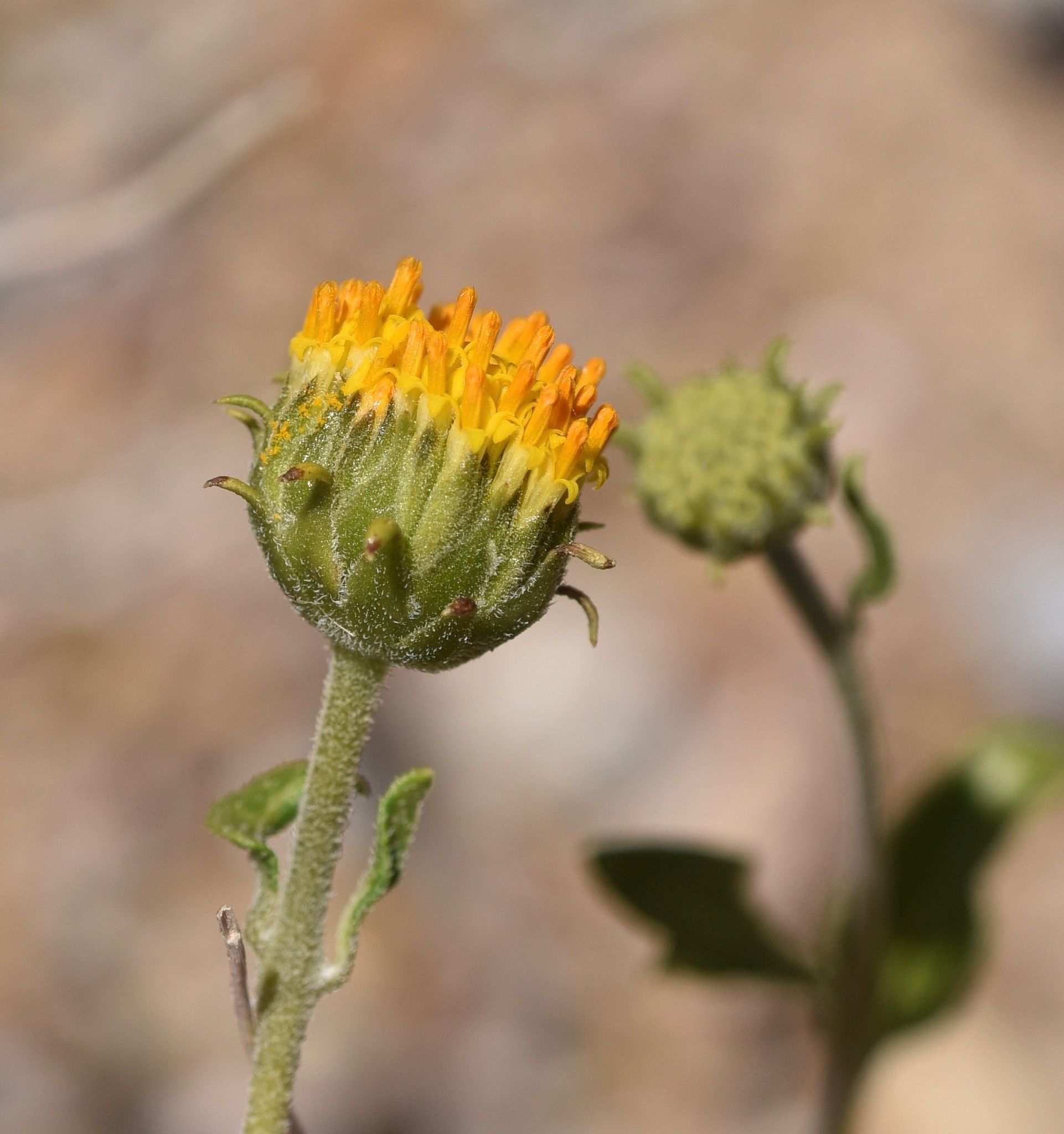 Encelia frutescens