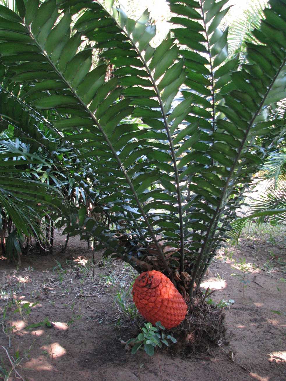 Encephalartos