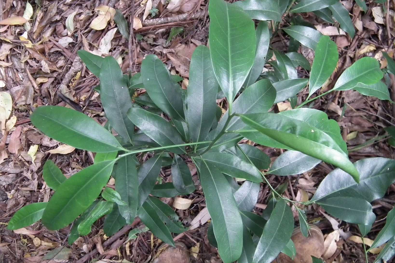 Endiandra compressa
