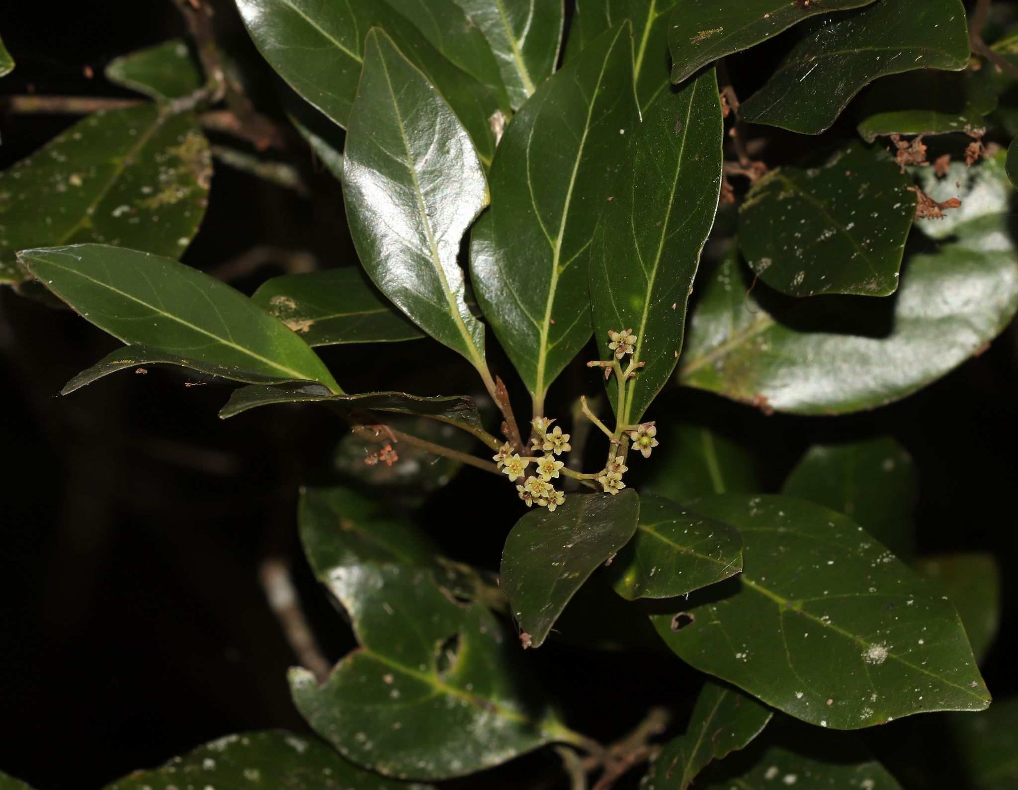 Endiandra discolor