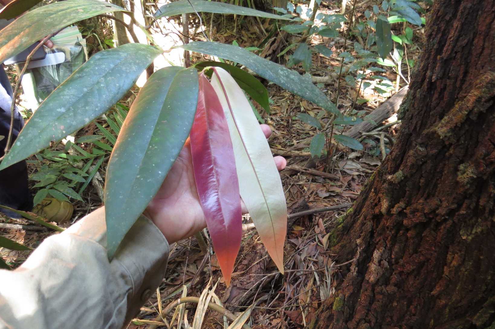 Endiandra microneura