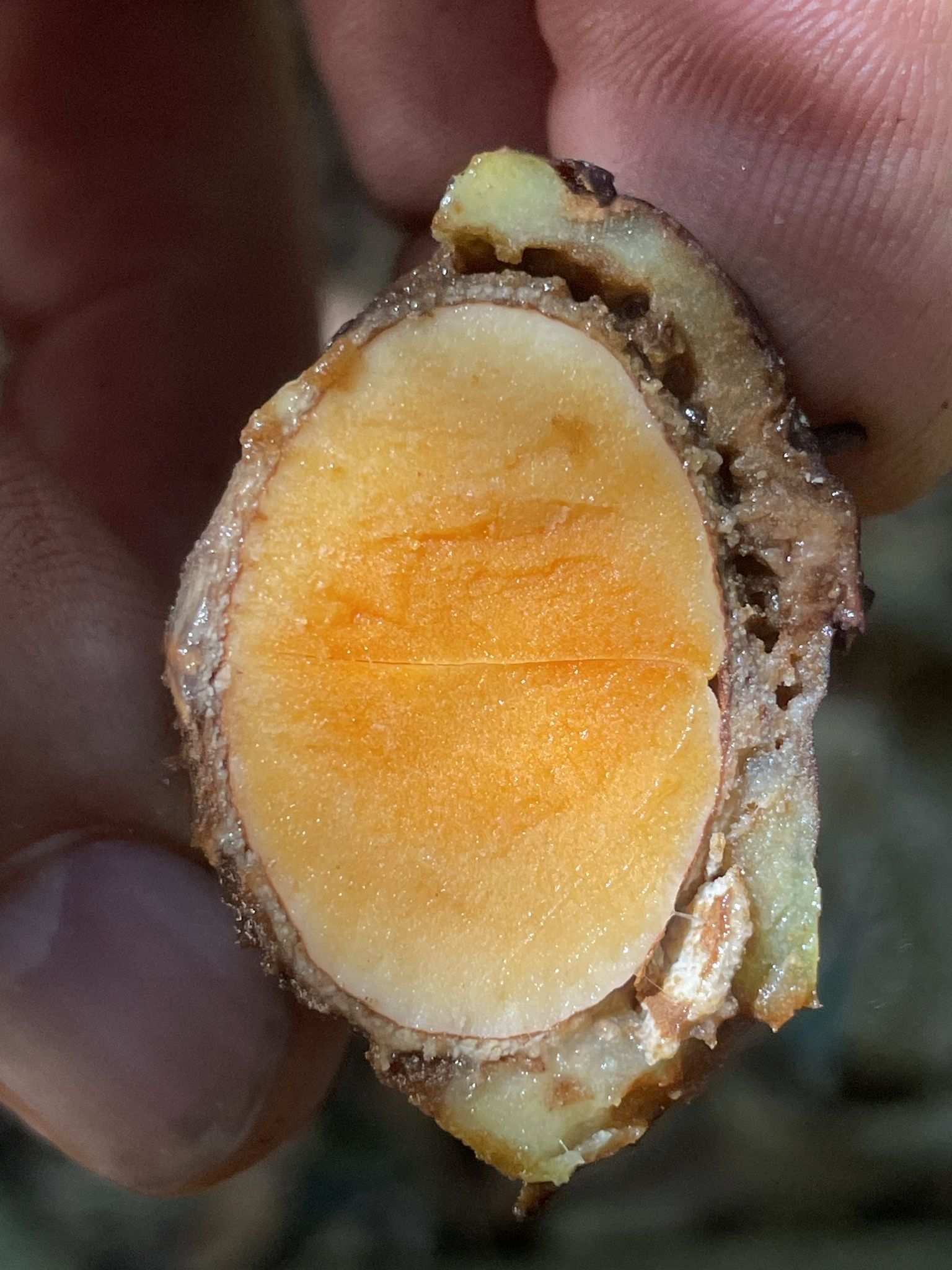 Endiandra sankeyana