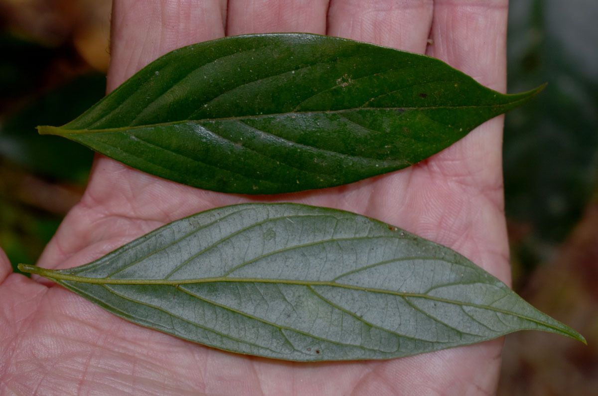 Endiandra wolfei